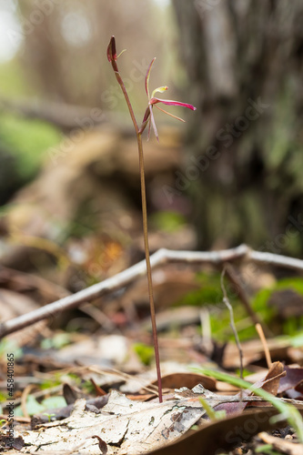 The Common Gnat-orchid (Cyrtostylis reniformis) is a very small single orchid endemic to eastern Australia with single kidney-shaped leaf and a flowering spike with up to eight reddish flowers photo