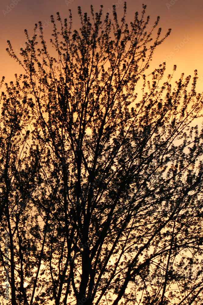 Obraz premium Beautiful Sunset through Tree Silhouettes 
