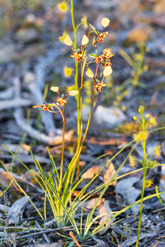 The Leopard Orchid (Diuris pardina) is a terrestrial orchid species which produces clusters of yellow flowers with numerous reddish brown blotches on the petals