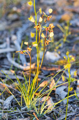 The Leopard Orchid (Diuris pardina) is a terrestrial orchid species which produces clusters of yellow flowers with numerous reddish brown blotches on the petals photo