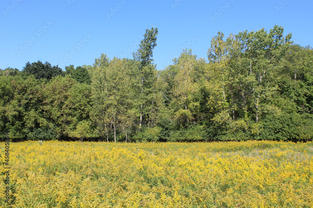Field of goldenrod wildflowers with turning cottonwood trees at Linne Woods in Morton Grove, Illinois