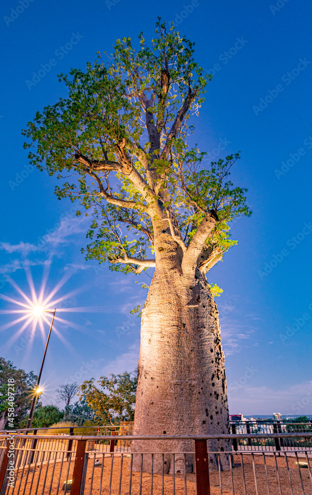 Obraz premium The 'Gija Jumulu', a 750-year-old boab tree ('Adansonia gregorii') that was transported 3200 kms to its new home in Kings Park and Botanic Garden, Perth, Western Australia