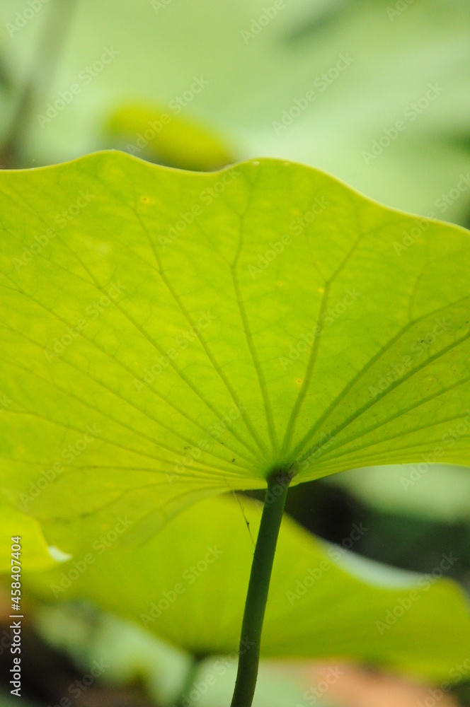 Fototapeta premium lily pad