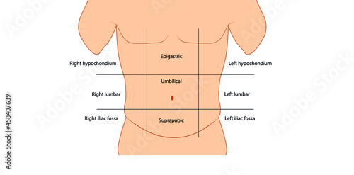 Abdominal wall anatomy sections. Male abdominal anatomy 