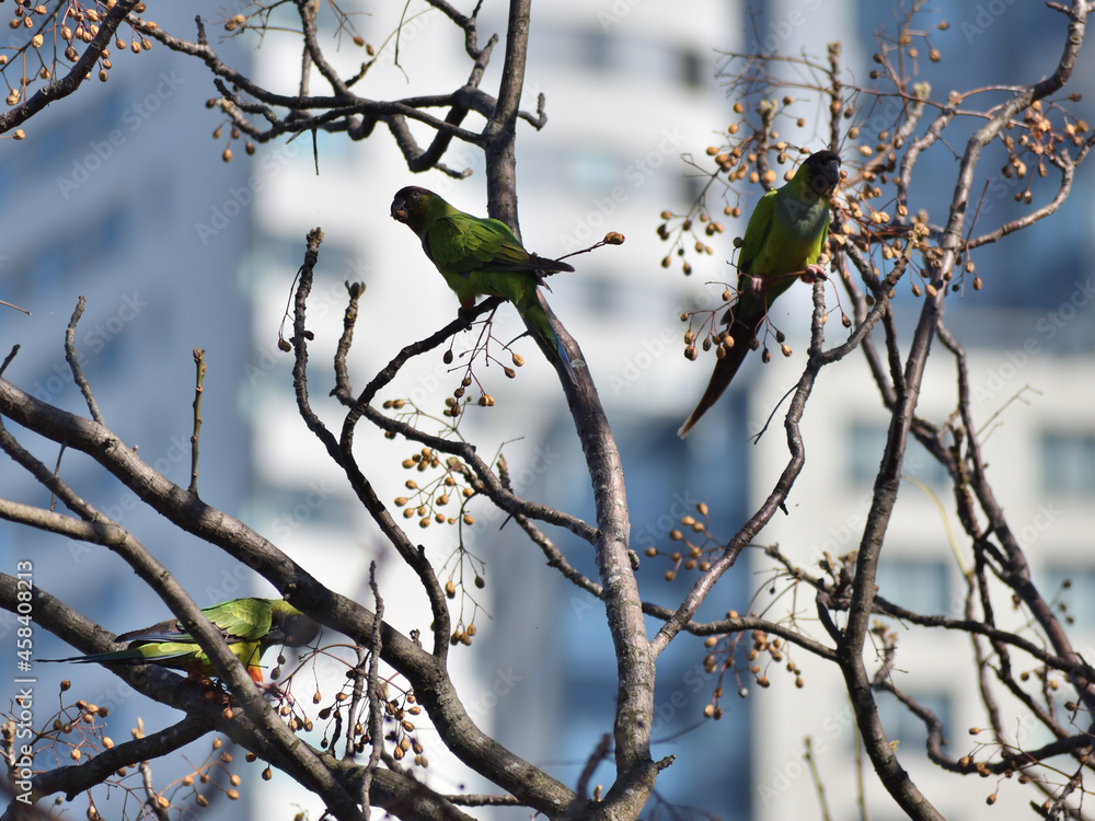 group of wild nanday parakeet (Aratinga nenday) in a tree against a skyscraper of Puerto Madero group of wild nanday parakeet (Aratinga nenday) in a tree against a skyscraper of Puerto Madero