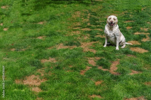 Dog posing on lawn showing damage and urine spots