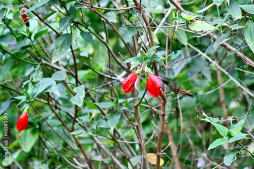 Rufous-tailed hummingbird (Amazilia Tzatcl) feeding from a hibiscus flower on a farm in the Intag Valley, outside of Apuela, Ecuador photo