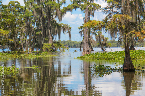 Obraz na plátně Mature trees emerge from the murky water of a Louisiana swamp with their reflections on full display in the water under the hot summer sun