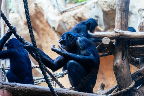 Fotografie, Tablou Black furry chimpanzees on the wood in the zoo