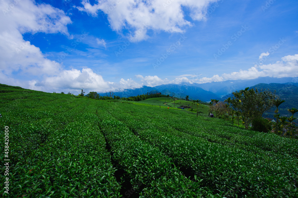 The tea plantations on the hilltop are often shrouded in clouds and fog. Bihushan Tea Garden, Meishan Township. Chiayi County, Taiwan. Sep. 2021
