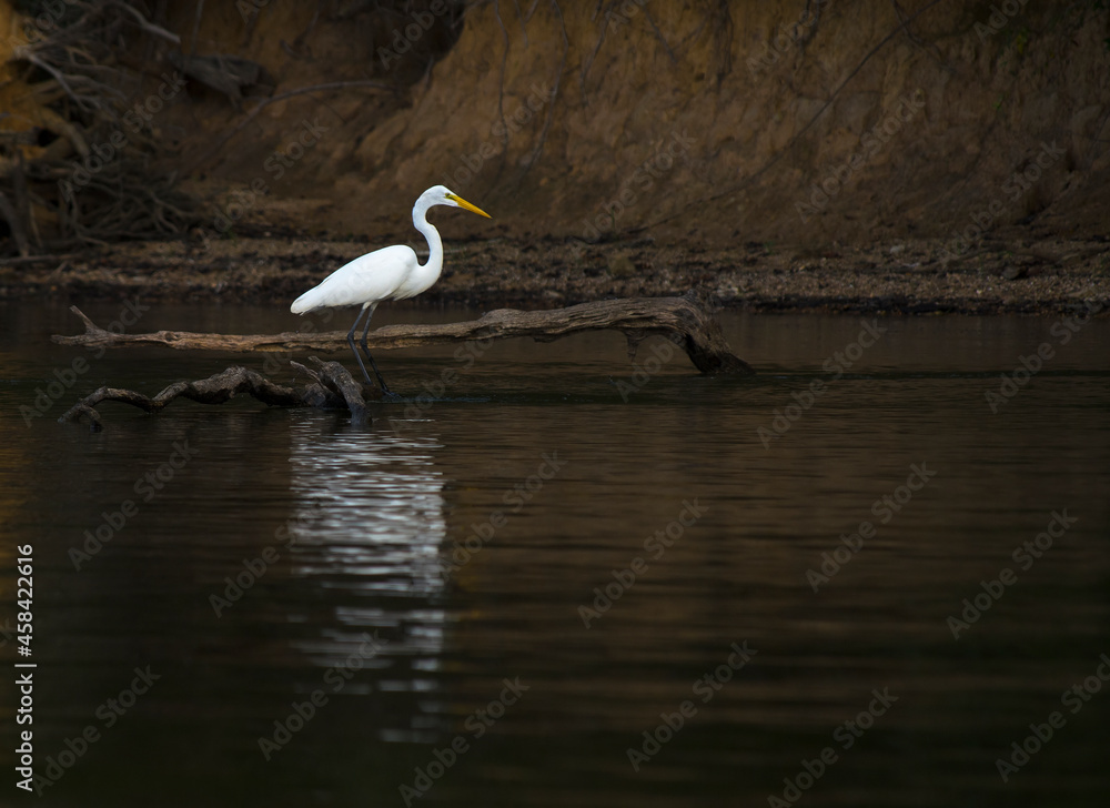 Naklejka premium Great Egret