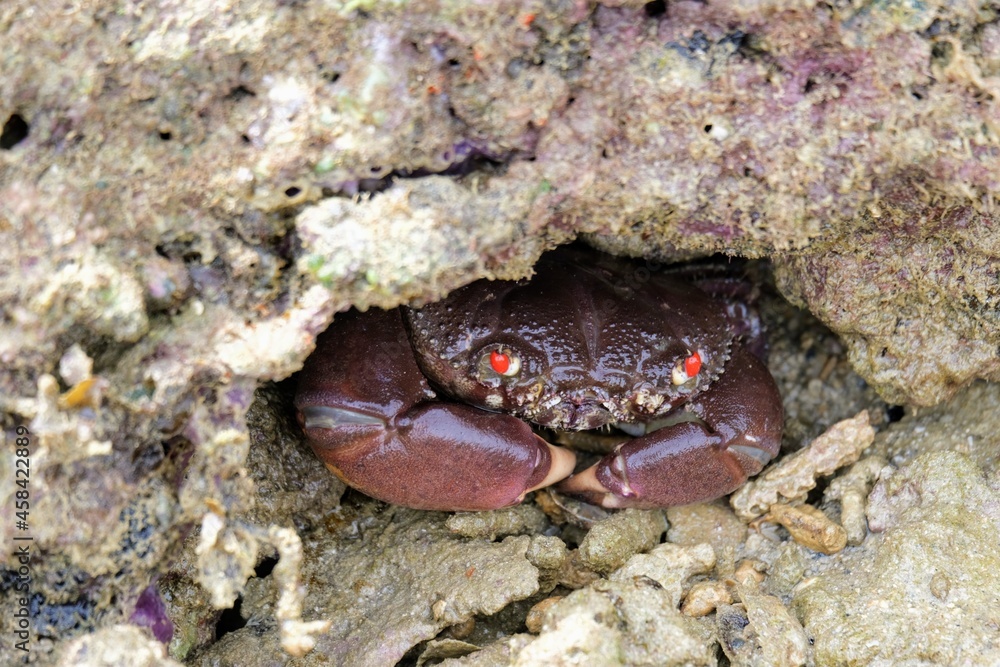イワオウギガニ, Eriphia smithii, crab