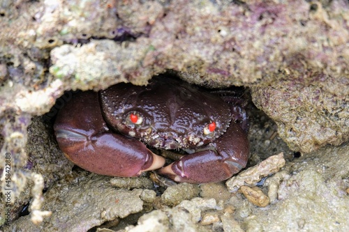 イワオウギガニ, Eriphia smithii, crab