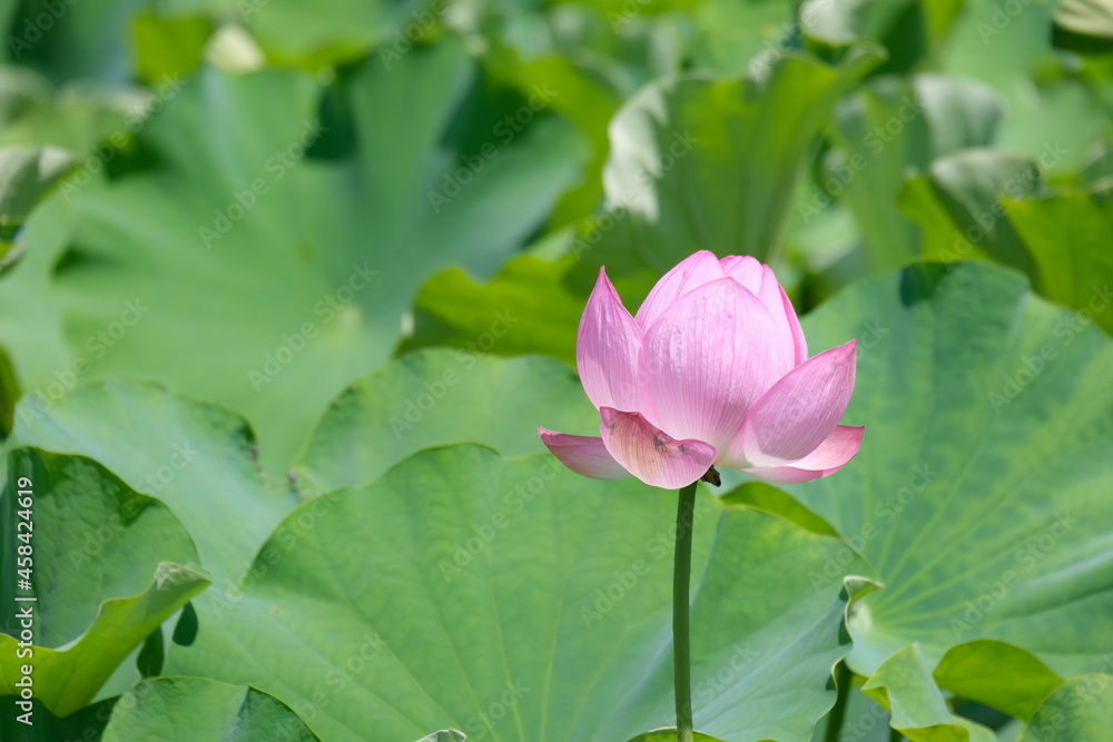 Lotus flower