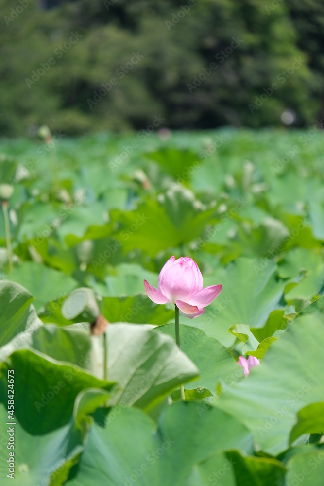 Lotus flower Lotus flower