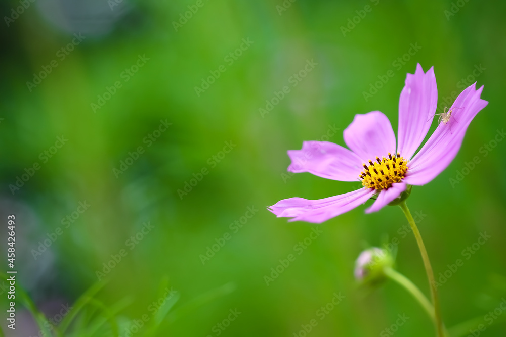 Pink cosmos with insect on petal in blurred green garden background Pink cosmos with insect on petal in blurred green garden background