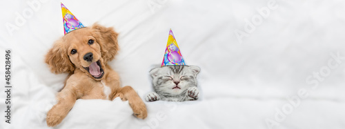 Funny yawning English Cocker spaniel puppy and kitten wearing birthday caps sleep together under white warm blanket on a bed at home. Top down view. Empty space for text