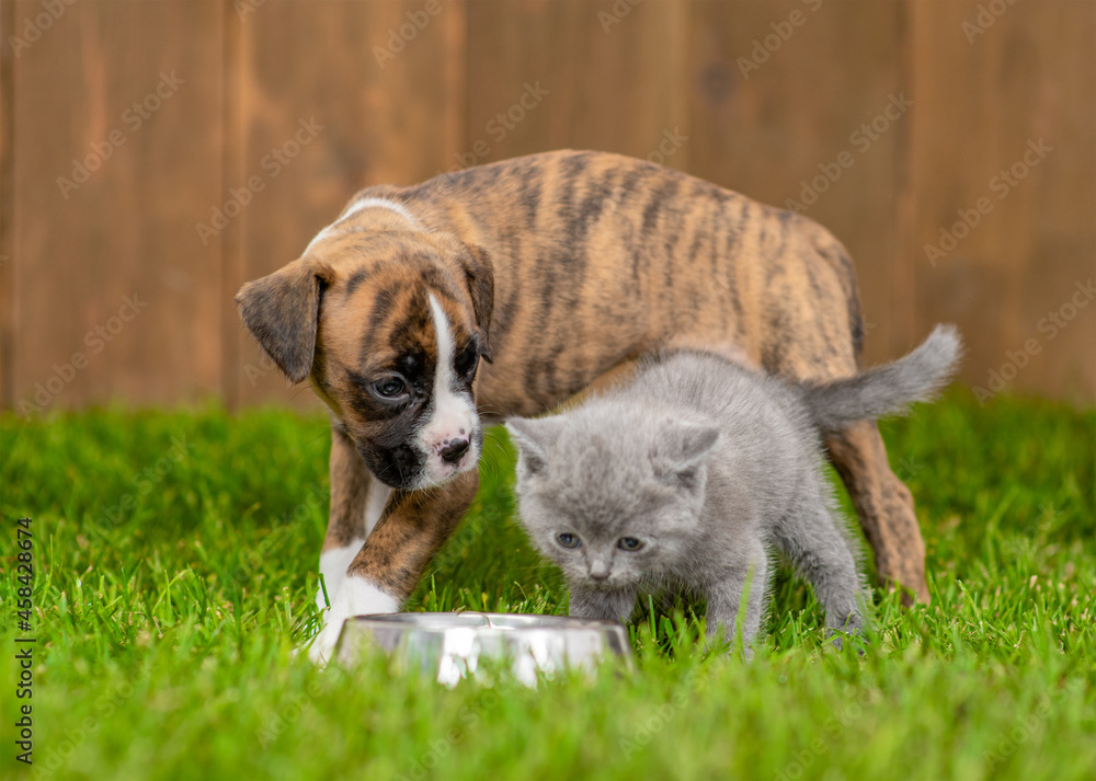 German boxer puppy and kitten eat together from one bowl on green summer grass