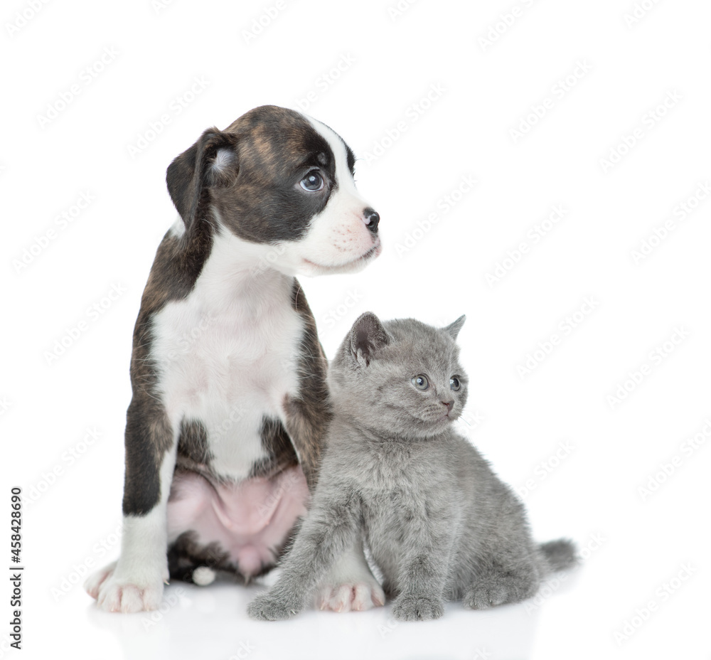 Obraz premium German Boxer puppy dog and kitten sit together and looks away on empty space. isolated on white background