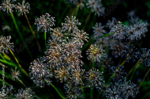 close up of a flower