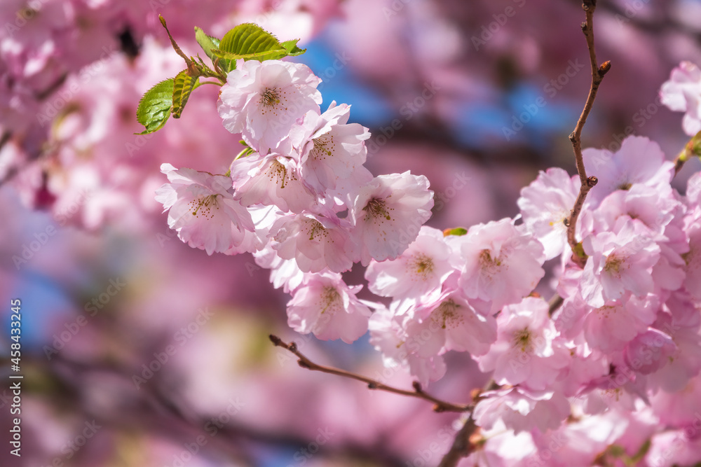 Lush blooming pink sakura blossoms. Spring Background image Lush blooming pink sakura blossoms. Spring Background image