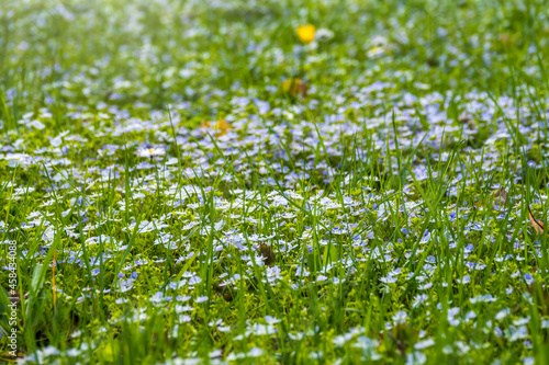 Veronica chamaedrys plant with blue flowers in the grass for background. Natural spring background