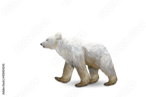 A polar bear isolated on white background with clipping path