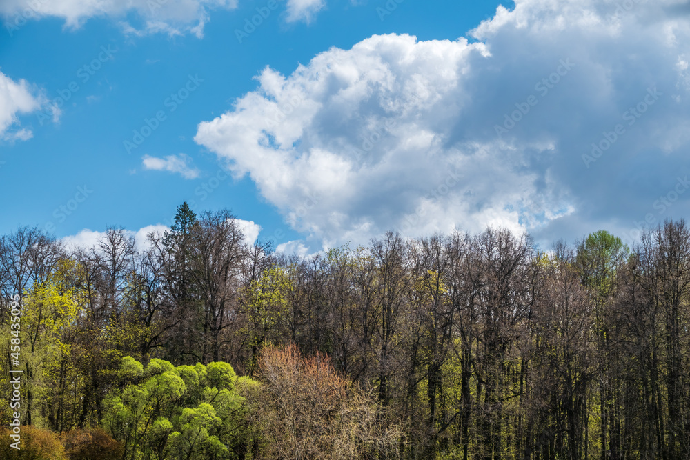 Green treetops and beautiful cloudy blue sky. Forest landscape on blue cloudy sky background Green treetops and beautiful cloudy blue sky. Forest landscape on blue cloudy sky background