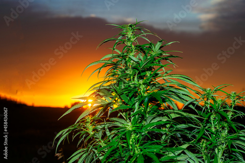 Marijuana or cannabis bush against the background of the rising sun.