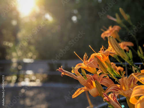 Orange flowers in the sunlight