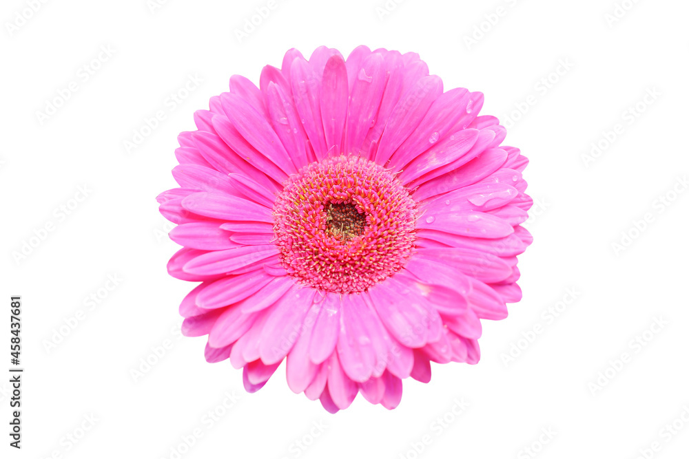 pink diasy flower isolated on white background with clipping path include for design usage purpose. pink diasy flower isolated on white background with clipping path include for design usage purpose.