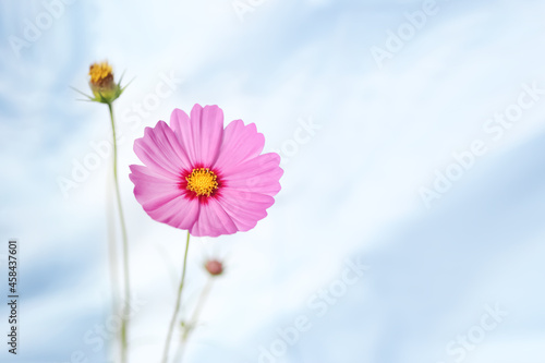 Selective focus of Beautiful pink cosmos flower Colorful cosmos flower blooming nature in blurred white wall background.