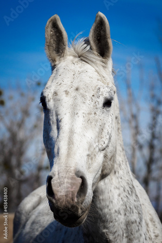 Portrait of a white horse outdoors with blue sky in the background.