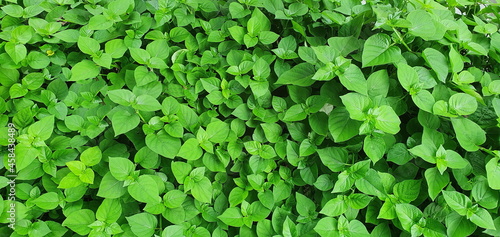 Wallpaper Mural Leaves oval or triangular with pointed leaves are bright green. of a herbaceous plant called the Chinese violet or creeping fox. Scientific name: Asystasia gangetica (L.) T. Anders.can be used to cook Torontodigital.ca