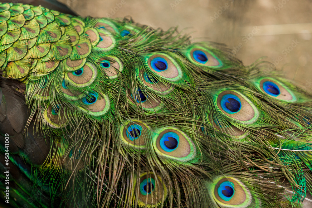 Obraz premium Peacock's tail with a blue-green pattern