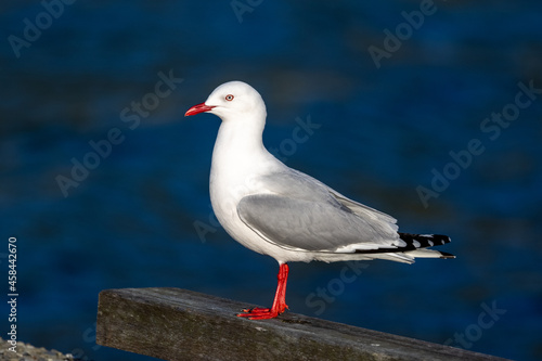 Red-billed / Silver Gull in New Zealand