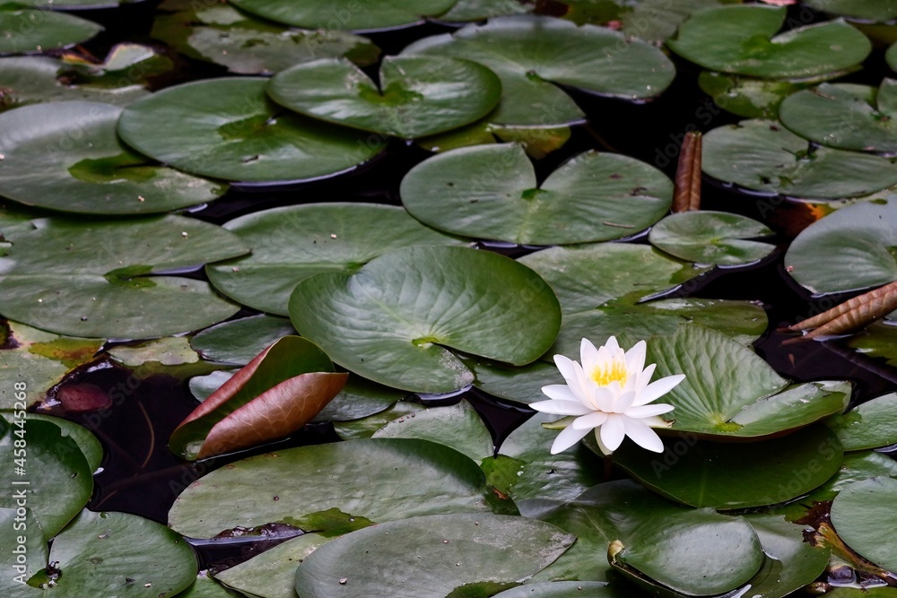 水辺に咲く花 水辺に咲く花