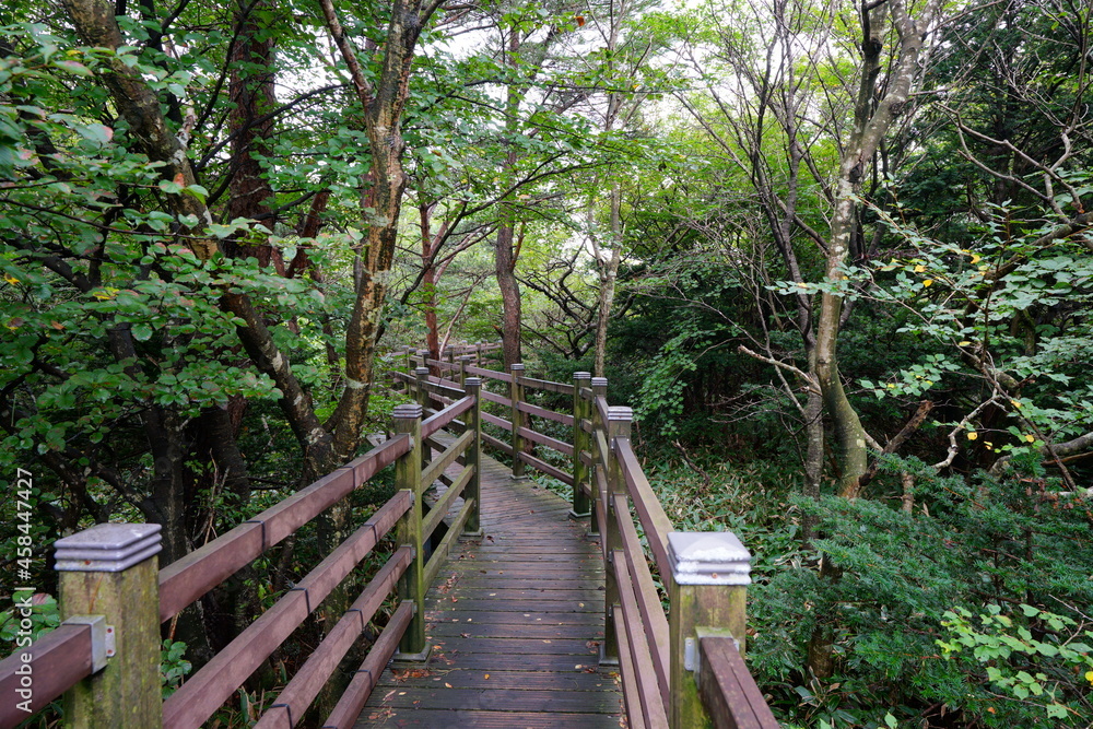 Fototapeta premium wooden pathway in the summer forest