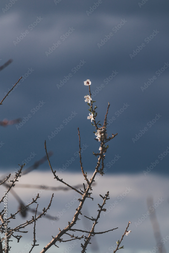 pink nectarine tree blossoms outdoor pink nectarine tree blossoms outdoor