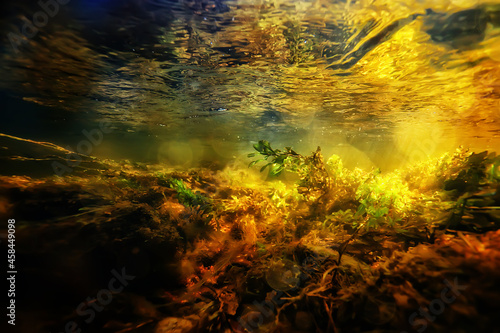 multicolored underwater landscape in the river, algae clear water, plants under water © kichigin19