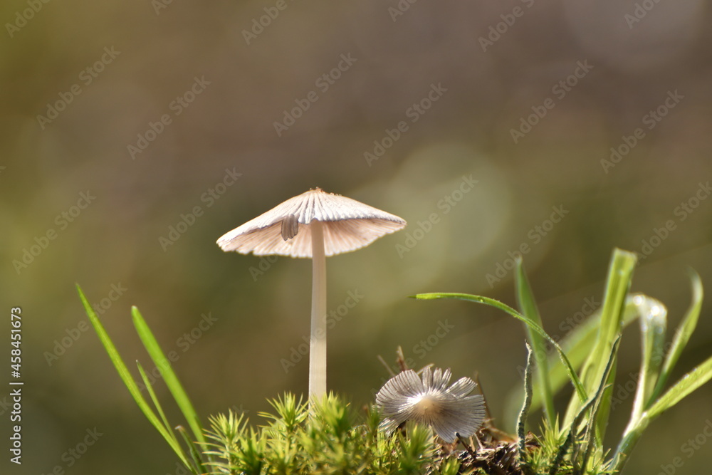 Pilze Pilze
