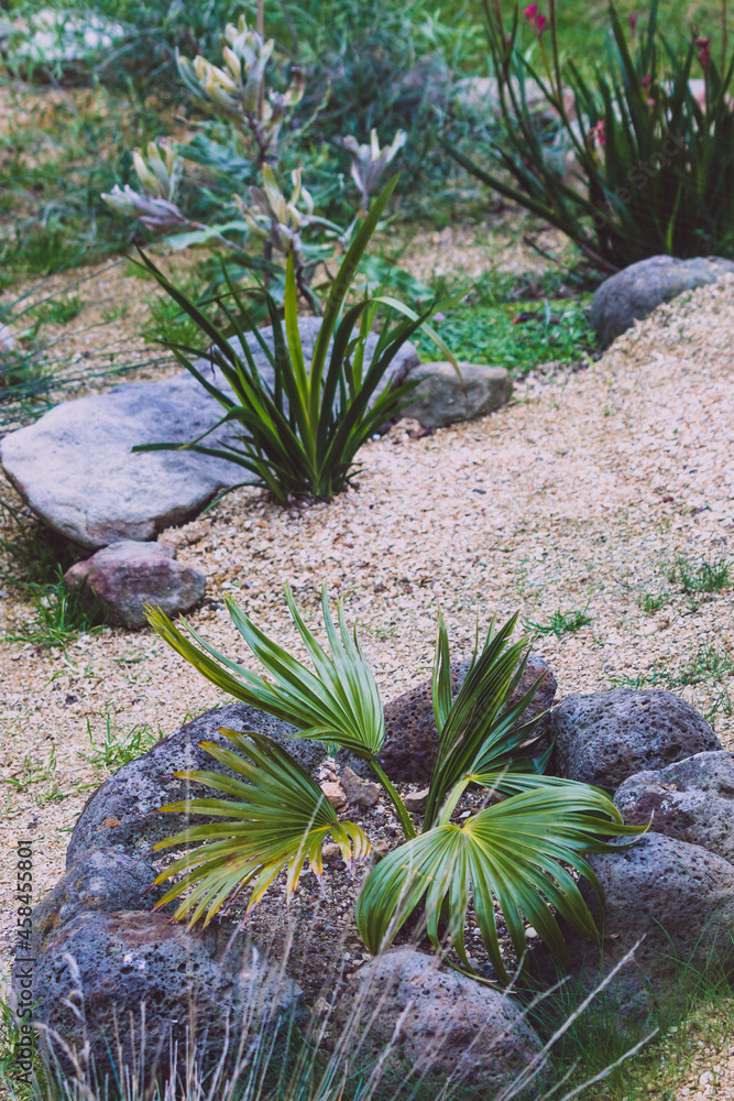 idyllic sunny backyard with lots of tropical Australian native plants and tree idyllic sunny backyard with lots of tropical Australian native plants and tree