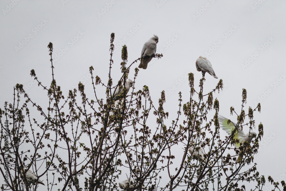 bare tree branches with flock of corella cockatoos on it with overcast sky in the background bare tree branches with flock of corella cockatoos on it with overcast sky in the background