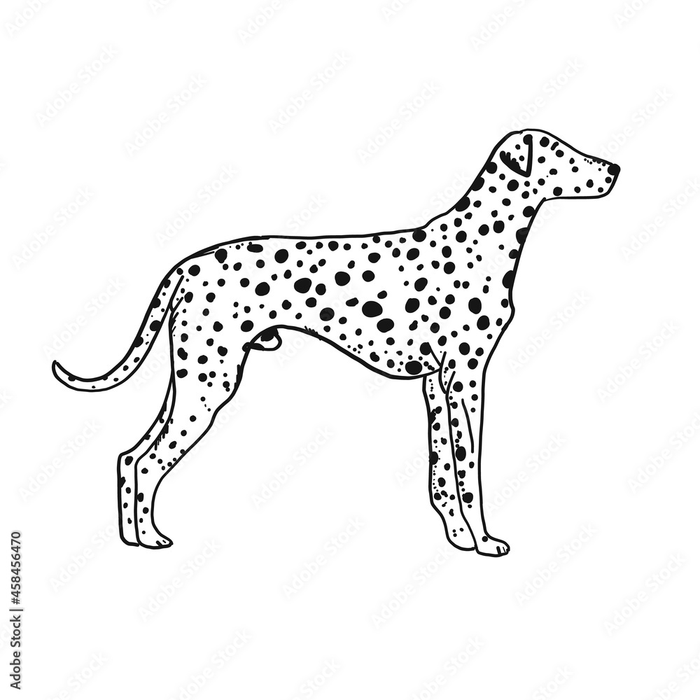 Dalmatian dog. Vintage style forr your design