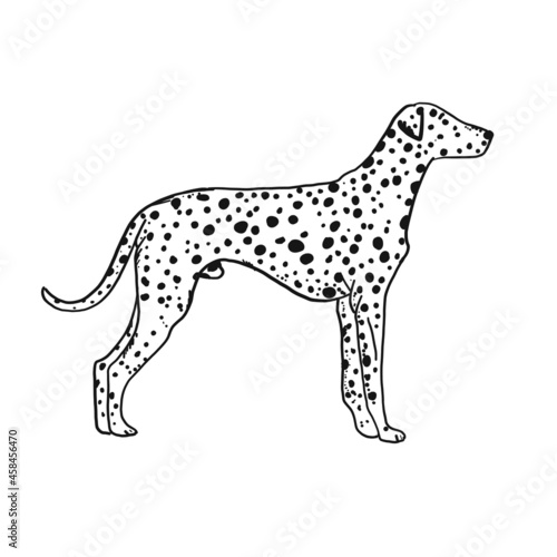 Dalmatian dog. Vintage style forr your design