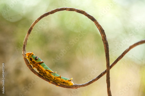 Beautiful Caterpillars with Leaves and Ferns