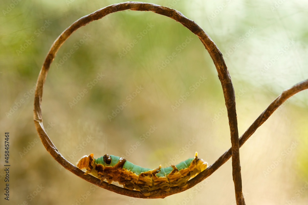 Fototapeta premium Beautiful Caterpillars with Leaves and Ferns