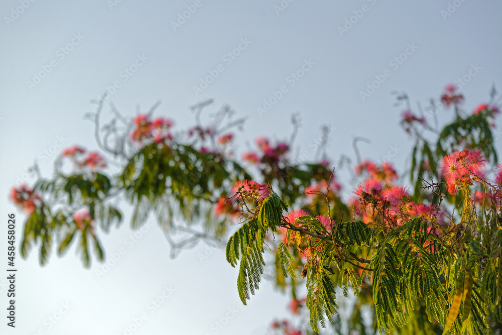 Acacia en fleurs 