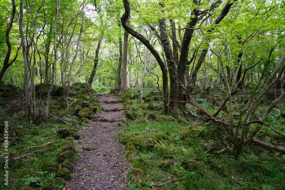 a refreshing spring forest with a path a refreshing spring forest with a path