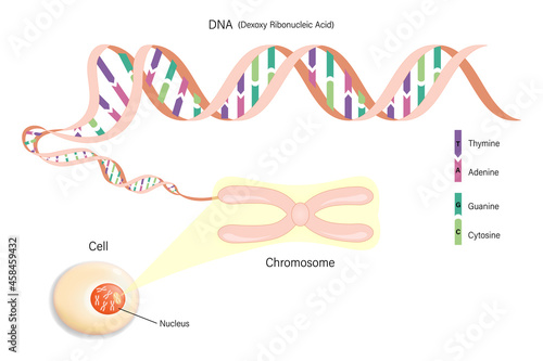 Cell structure, Chromosome, and DNA(Deoxyribonucleic Acid). Genome sequence.